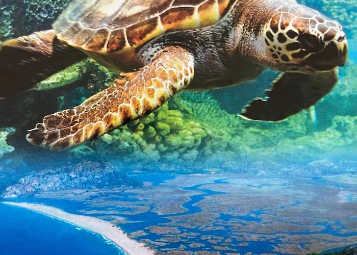 Caretta Luna Ortaca (Mugla)